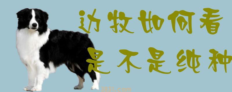 边牧如何看是不是纯种(图1)