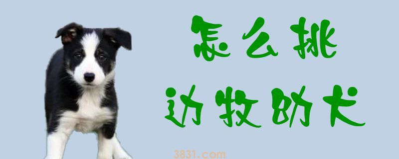 怎么挑边牧幼犬(图1)