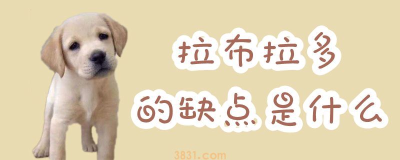 拉布拉多的缺点是什么(图1)