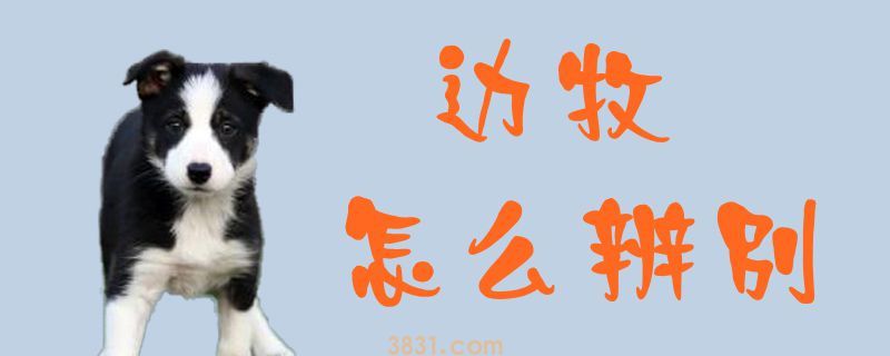 边牧怎么辨别(图1)