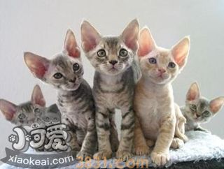 德文卷毛猫养护注意什么 德文卷毛猫养护注意事项(图1)