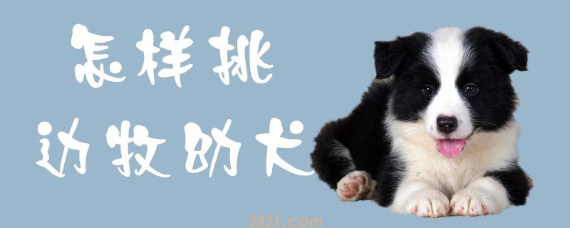 怎样挑边牧幼犬(图1)