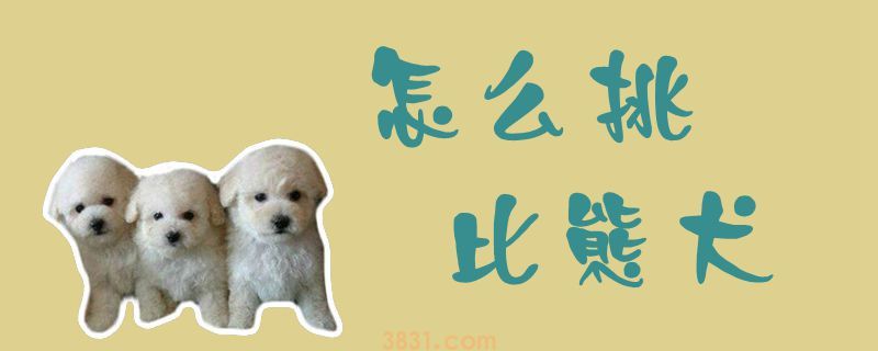 怎么挑比熊犬(图1)
