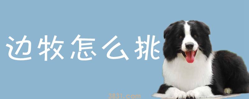 边牧怎么挑(图1)