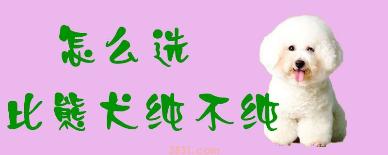 怎么选比熊犬纯不纯(图1)