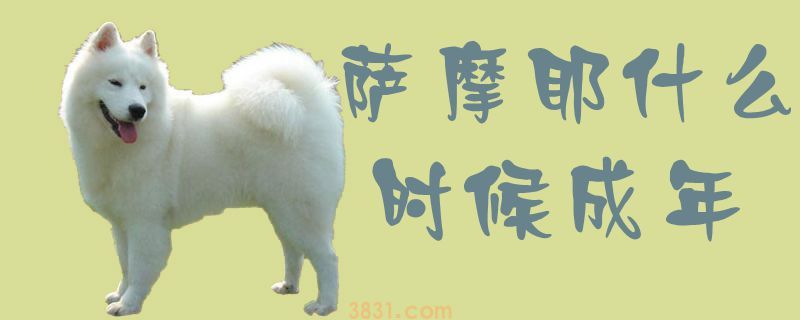 萨摩耶什么时候成年(图1)