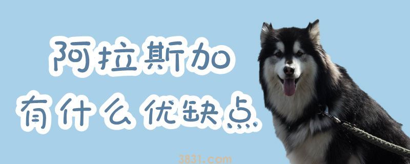 阿拉斯加有什么优缺点(图1)