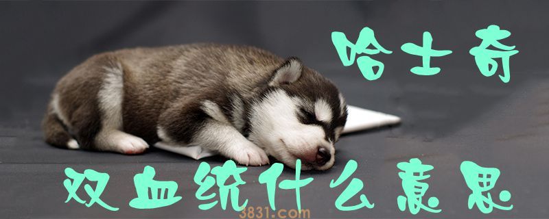 哈士奇双血统什么意思(图1)