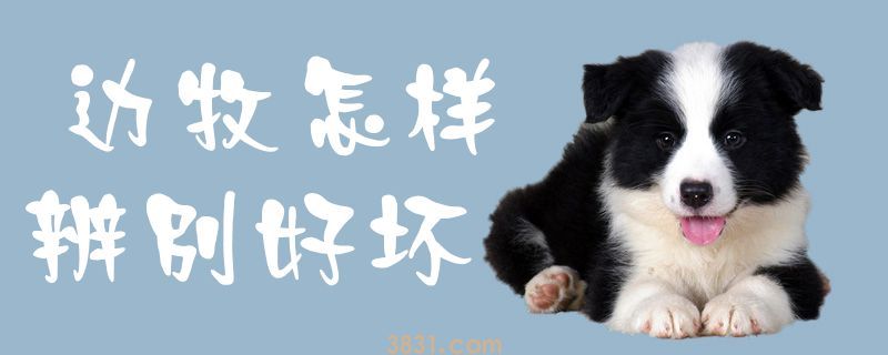 边牧怎样辨别好坏(图1)