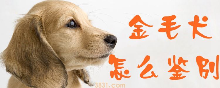 金毛犬怎么鉴别(图1)