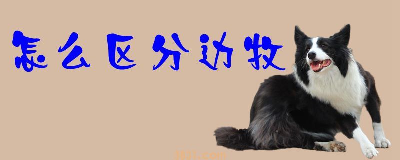 怎么区分边牧(图1)