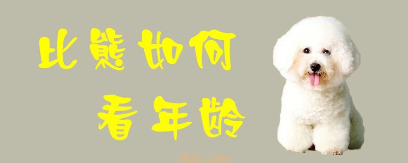 比熊如何看年龄(图1)