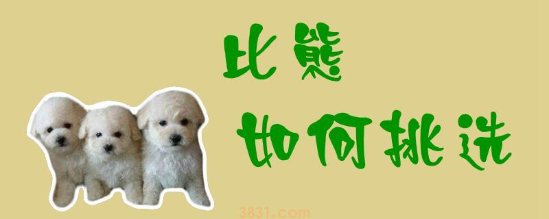 比熊如何挑选(图1)