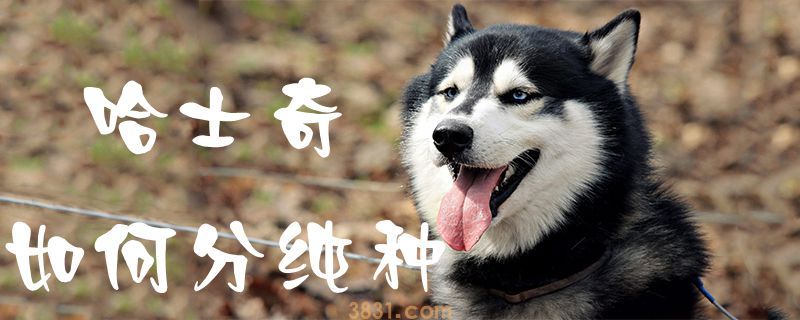 哈士奇如何分纯种(图1)