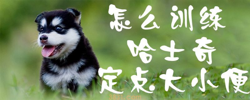 怎么训练哈士奇定点大小便(图1)