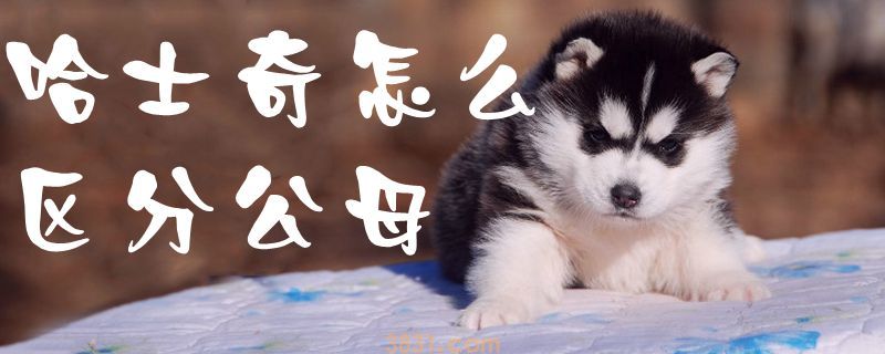 哈士奇怎么区分公母(图1)