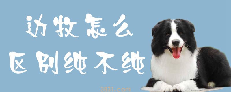 边牧怎么区别纯不纯(图1)