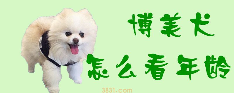 博美犬怎么看年龄(图1)
