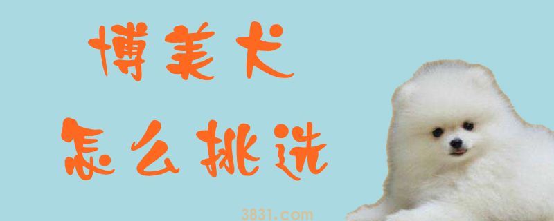 博美犬怎么挑选(图1)