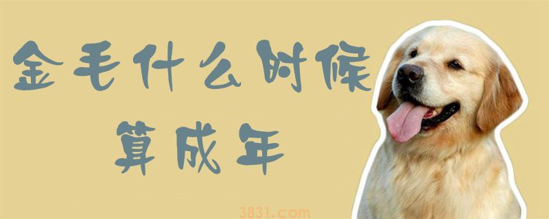 金毛什么时候算成年(图1)