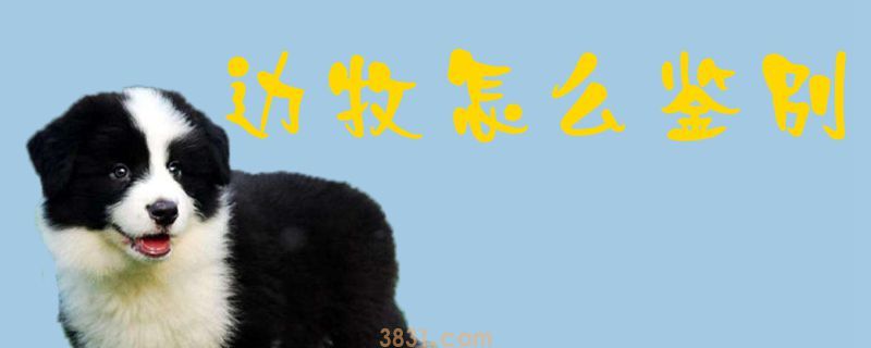 边牧怎么鉴别(图1)