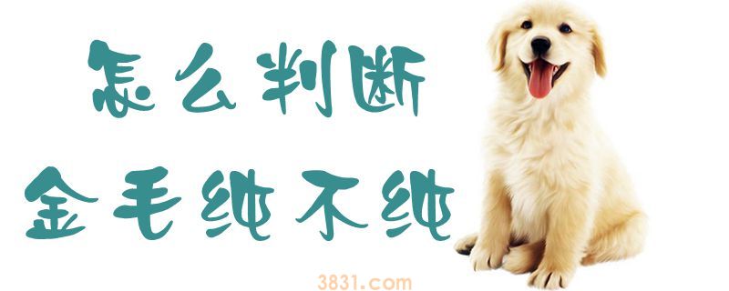 怎么判断金毛纯不纯(图1)