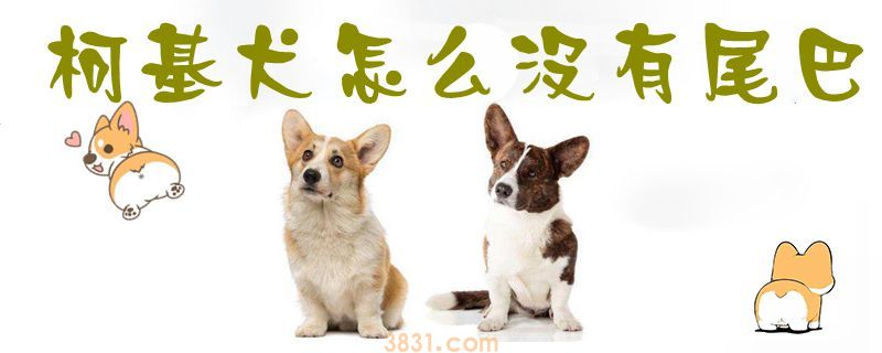 柯基犬怎么没有尾巴(图1)
