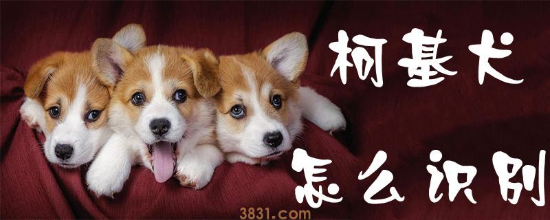 柯基犬怎么识别(图1)