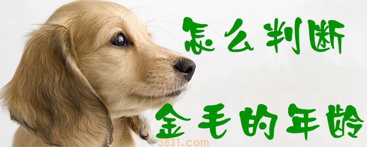 怎么判断金毛的年龄(图1)