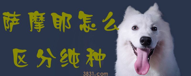 萨摩耶怎么区分纯种(图1)