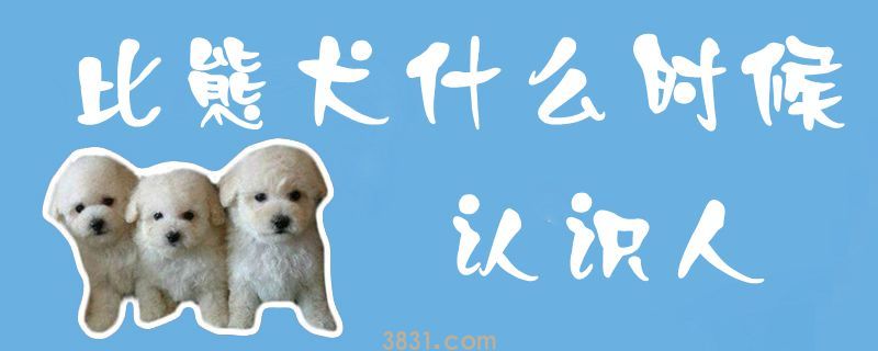 比熊犬什么时候认识人(图1)