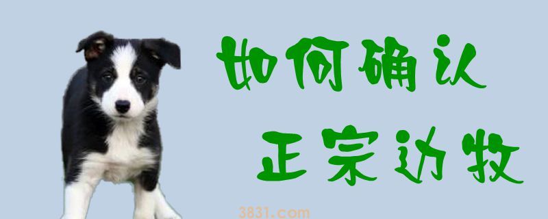 如何确认正宗边牧(图1)