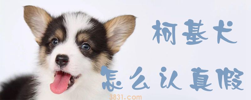 柯基犬怎么认真假(图1)