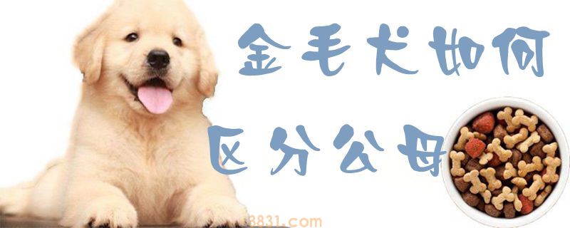 金毛犬如何区分公母(图1)