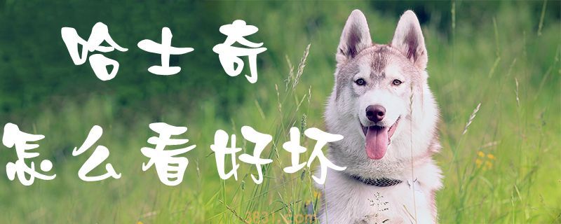 哈士奇怎么看好坏(图1)