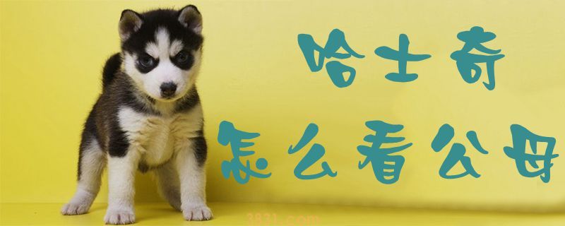 哈士奇怎么看公母(图1)