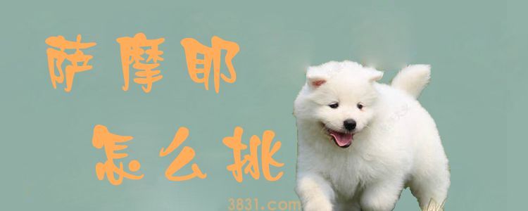 萨摩耶怎么挑(图1)