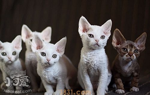 德文卷毛猫性格如何 德文卷毛猫性格详细介绍(图1)