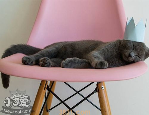 卡尔特猫怎么装死 卡尔特猫装死训练(图1)