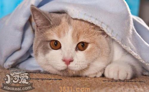 卡尔特猫不会用马桶怎么训练 马桶使用训练方法(图1)