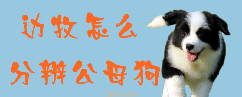 边牧怎么分辨公母狗(图1)