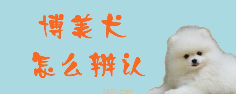 博美犬怎么辨认(图1)