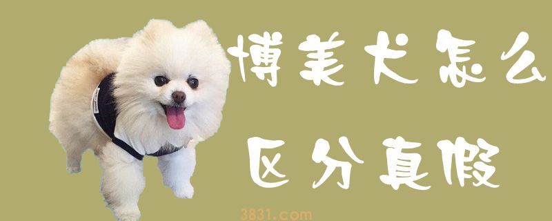 博美犬怎么区分真假(图1)