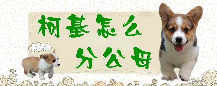 柯基怎么分公母(图1)