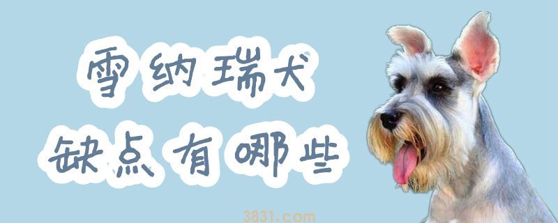 雪纳瑞犬缺点有哪些(图1)