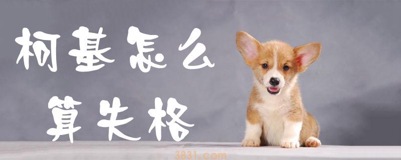 柯基怎么算失格(图1)