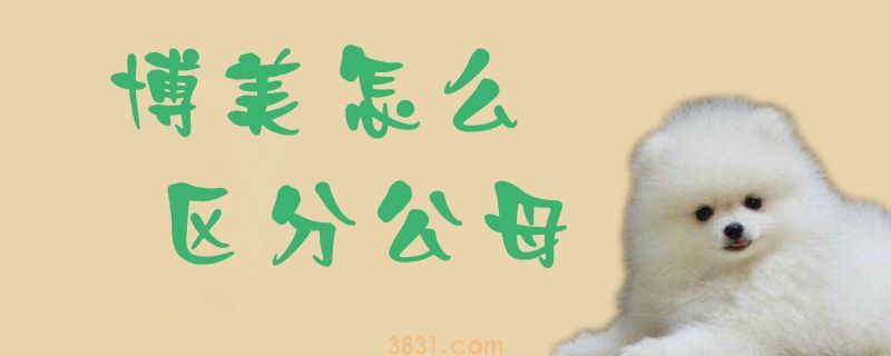 博美怎么区分公母(图1)