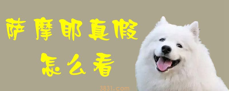 萨摩耶真假怎么看(图1)
