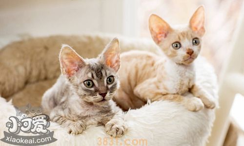 柯尼斯卷毛猫粘人吗 柯尼斯卷毛猫习性介绍(图1)