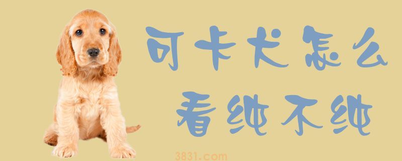 可卡犬怎么看纯不纯(图1)
